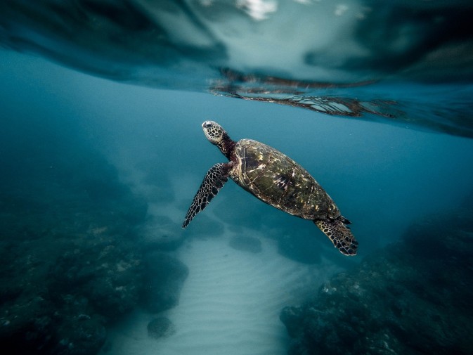 REST-COAST and its sister projects join forces to reverse biodiversity loss and contribute to nature restoration