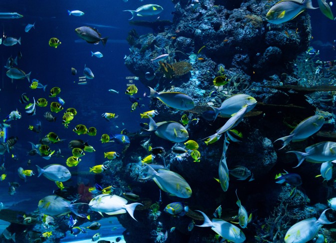 Marine protected areas, the new ocean-based climate solution