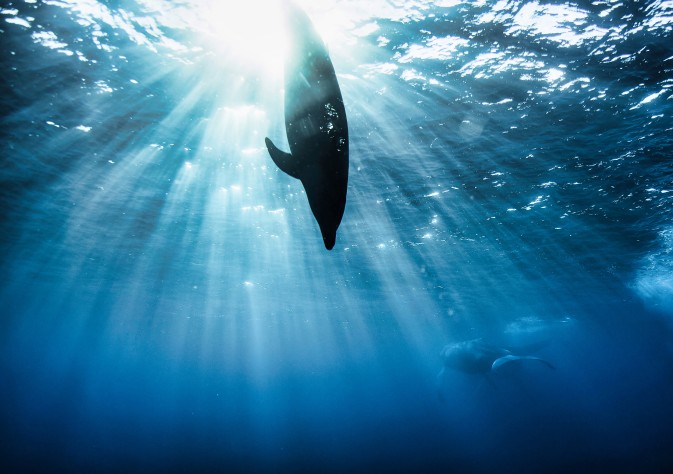 New UN Treaty agreed to protect marine biodiversity in High Seas