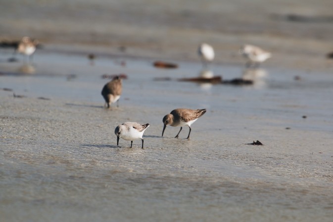 Tiaozini wetlands: The successful Chinese coastal restoration case