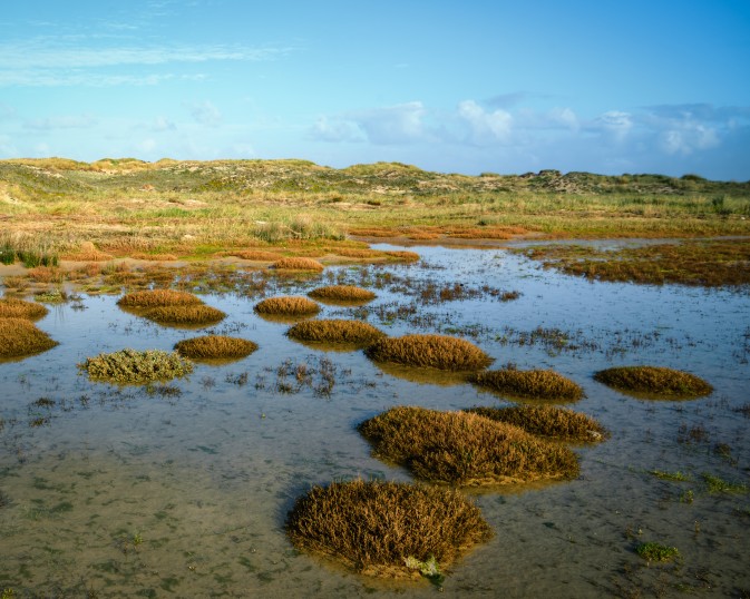 Coastal restoration with seagrass meadows: REST-COAST, ECOPLANTS and ECO-BAYS collaborate for a joint workshop