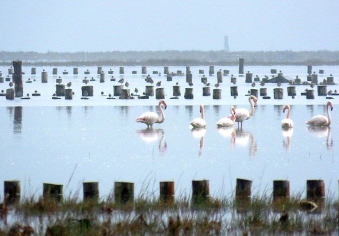 Waterbirds’ monitoring in the Venice lagoon and the role of the REST-COAST project restoration efforts