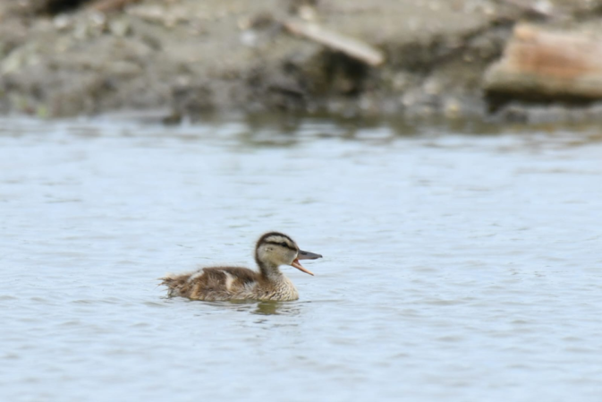 Inventory of birds on the artificial island in the Vistula Lagoon in 2024